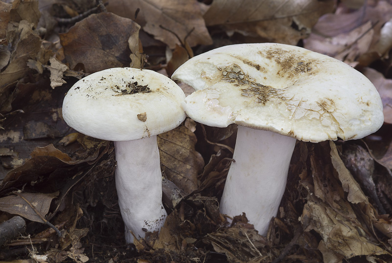 Lactarius glaucescens